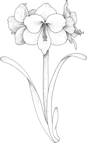 Amaryllis Flower Coloring Page